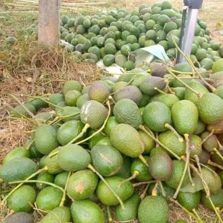 Matunda aina Zote